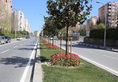 Lale 4