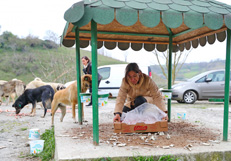 Besleme Odaklari 1