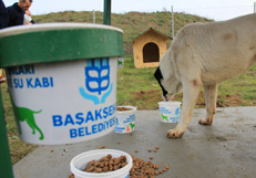 Besleme Odaklari 7